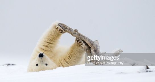 Polar Bear Workout With Driftwood